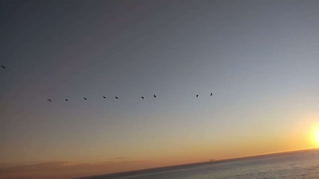 point bonita pelicans