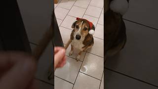 Hund Und Weihnachten Leckerli Fangen