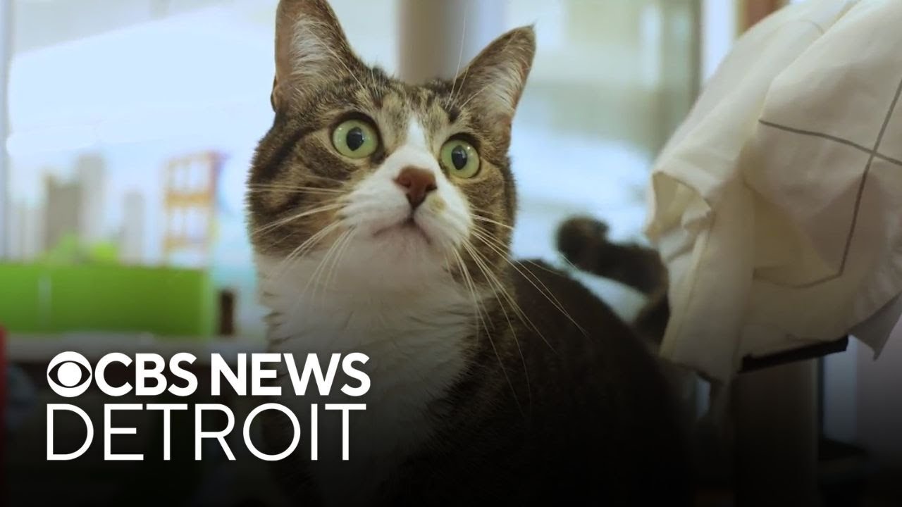 Furry Friday: Meet Mittens the cat and Tippy the dog