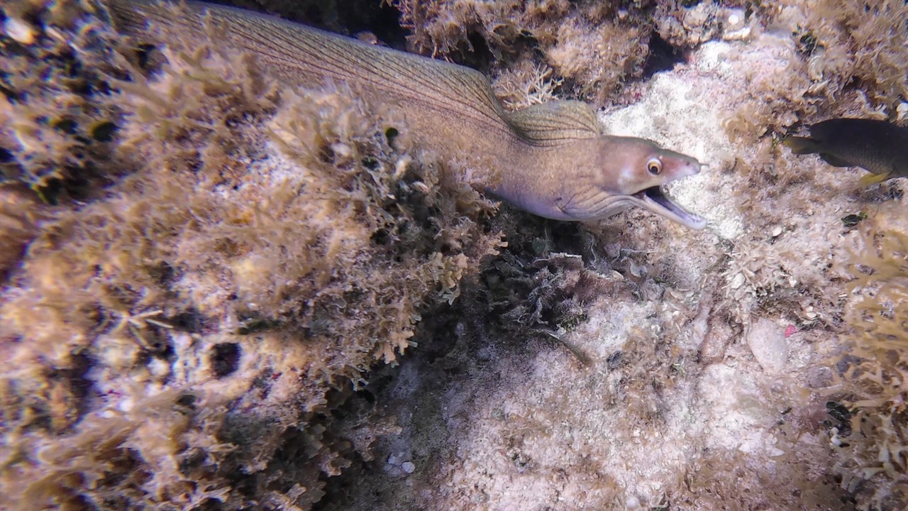Snorkeling Anguilla 2025p