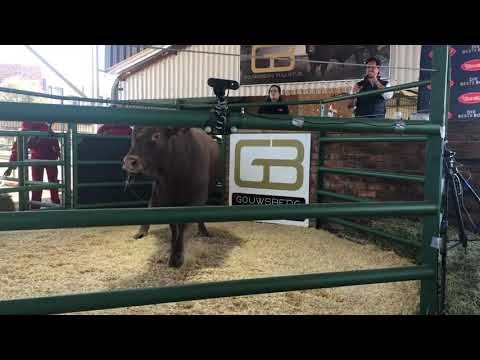 Gouwsberg Tulis Stud Auction live from Bronkhorstspruit.