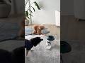 押すとおやつが出てくるおもちゃを2人に見せてみたら、、😂#dog #cutedog