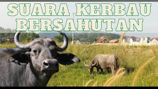 SUARA KERBAU BERSAHUTAN | SUARA HEWAN
