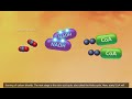 Cellular respiration   mcgraw hill