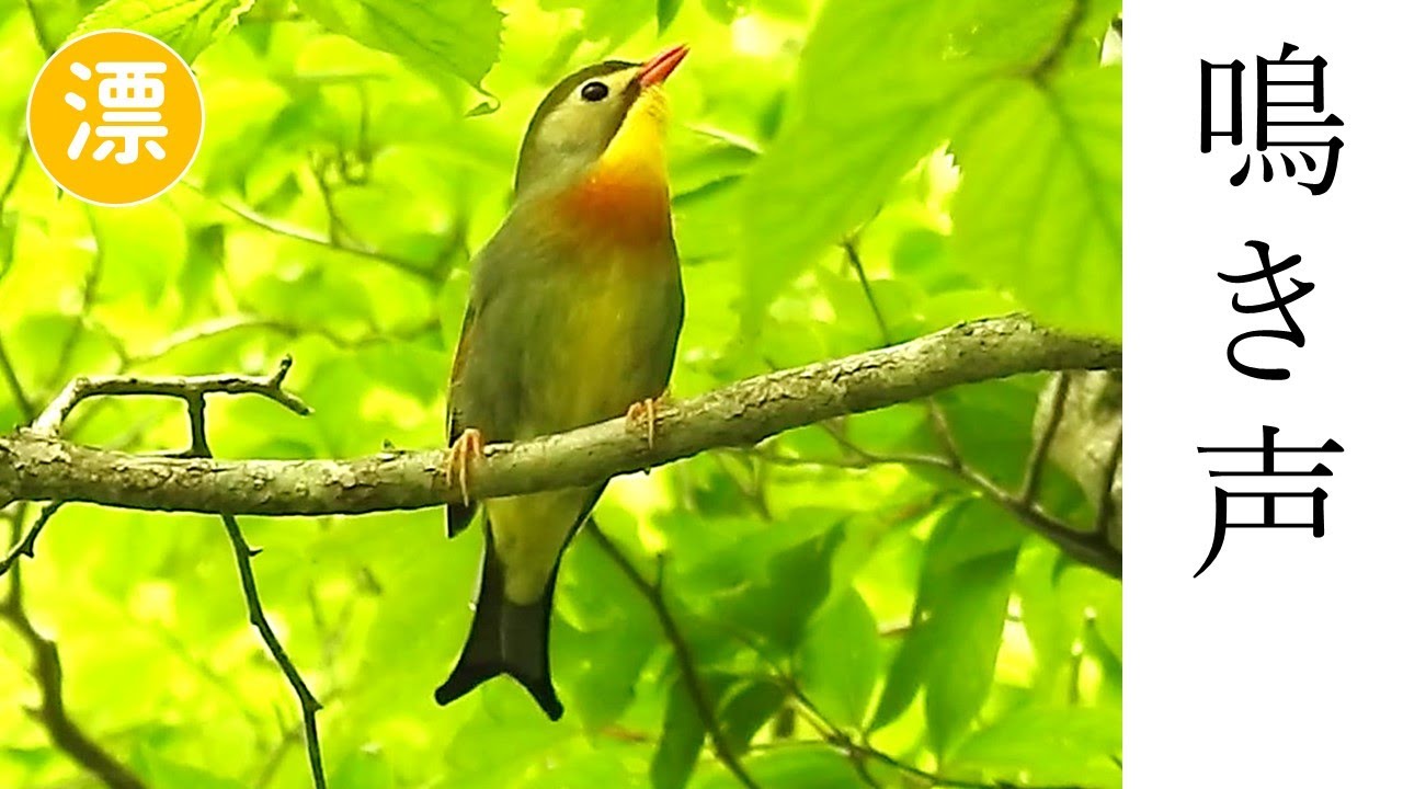 ソウシチョウ の 鳴き声