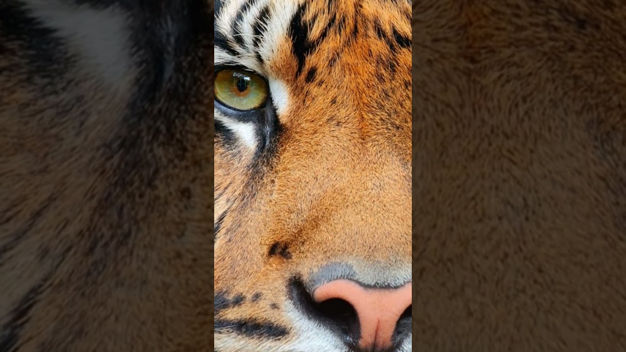 Save The Tigers! 🌍🐯 