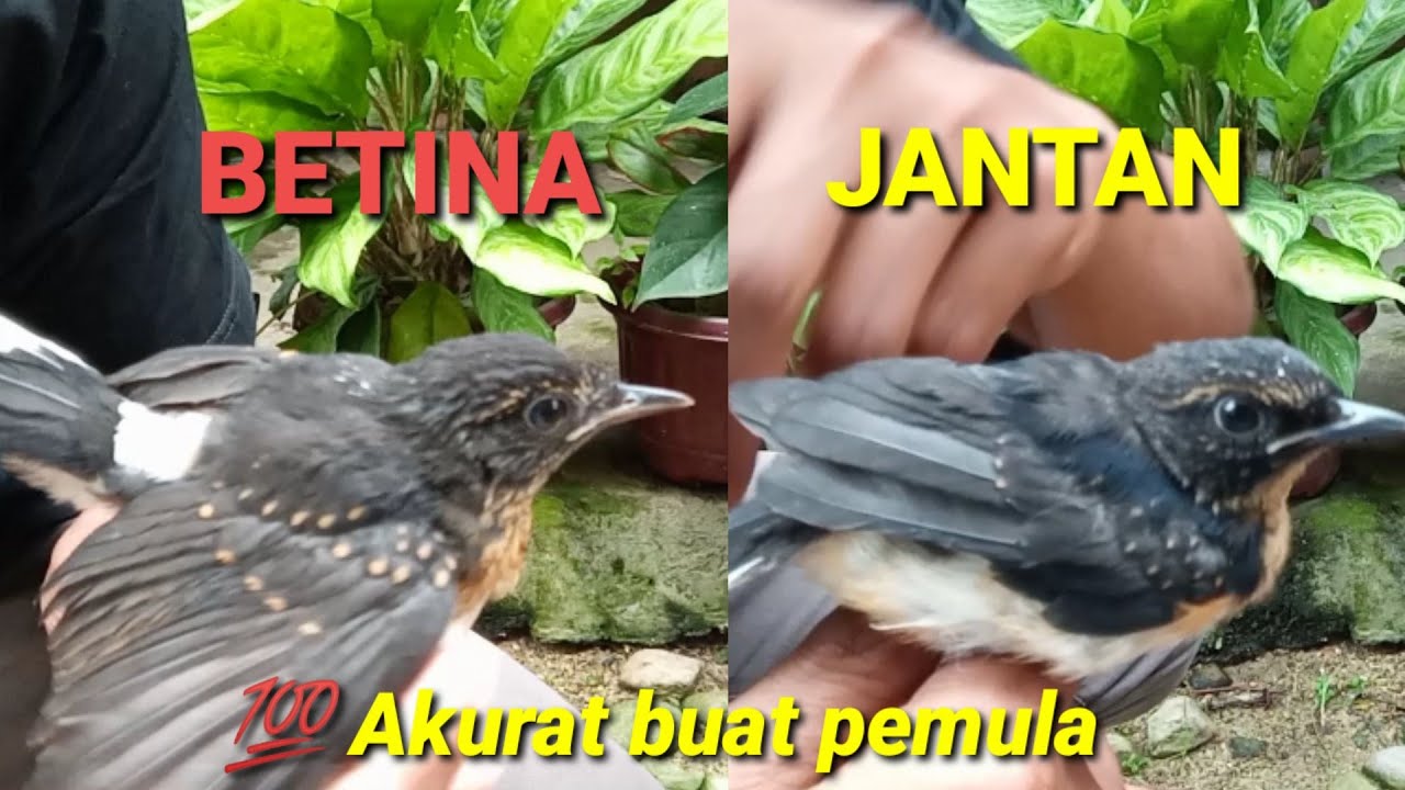 CARA MEMBEDAKAN,,ANAKAN MURAI BATU TROTOL UMUR 1 BULAN ,, JANTAN DAN BETINA