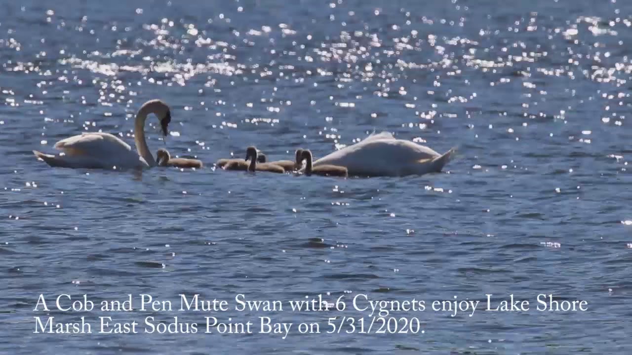 Cob and Pen Mute Swan with six Cygnets enjoy lake shore marsh at East Sodus Point Bay on 5/31/2020.