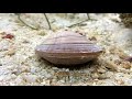 Facts: The Northern Quahog (Hard Clam)