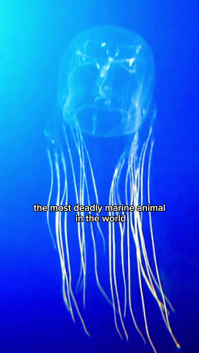 This might be the deadliest beach in the world