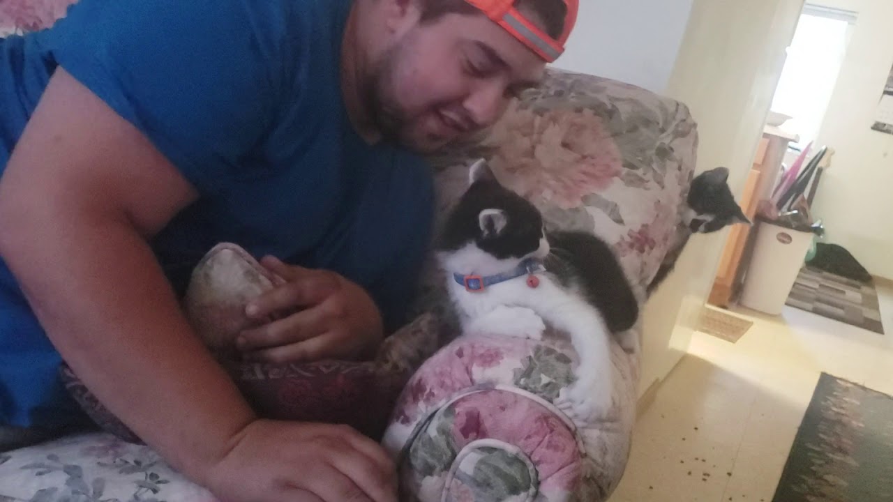 Kittens playing / new place - YouTube