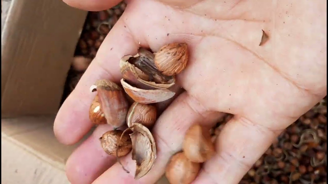 Hazelnut Shelling Machine Working Video