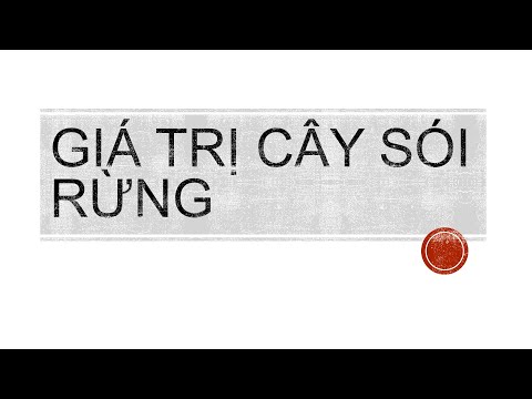 Video ThuyKsor81|giá trị cây sói rừng - youtube