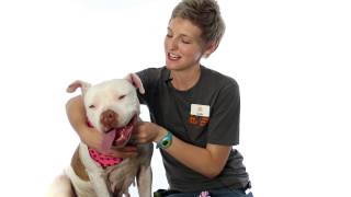 Meet Agatha A Terrier American Pit Bull Currently Available For Adoption At Petango 5132015
