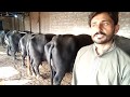 Nili Ravi buffalo farming in Pakistan | dairy farming in Punjab | nili Ravi buffalo