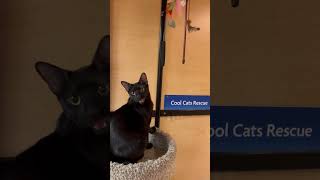 Video of adoptable pet named Boone