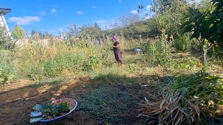 ŞOK OLDUM ELEKTRİK FATURASINA😱‼️AGUSTOSTA EKİLEN SEBZELER EKTİM KIVIRCIK SOGAN HAVUÇ ‼️‼️