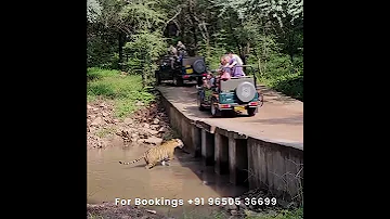 Ranthambore Tiger Safari Sawai Madhopur Ranthambore National Park 
