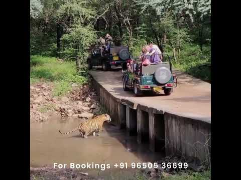 Ranthambore Tiger Safari Sawai Madhopur | Ranthambore National Park