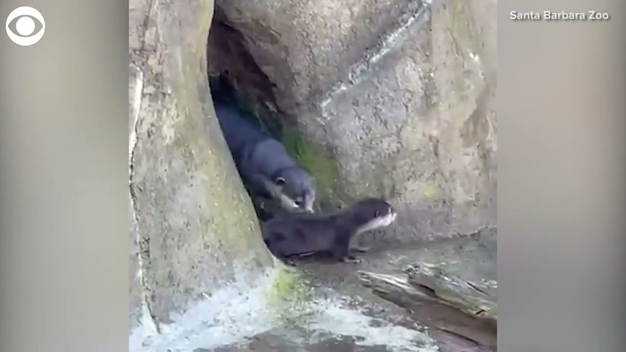 Otter family outing at the Santa Barbara Zoo