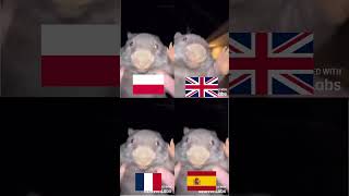 Bober Kurwa meme translated in english french and spanish #memes #frenchmemes #bober