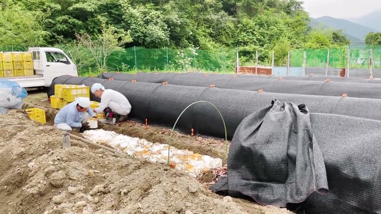 原木舞茸の初夏～初秋仕事