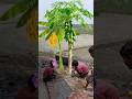 Oct 3,2025 Tu Radha meri mai shyam &amp; ice cream vs lollipop me #radhaandkrishna #radha #krishna 670