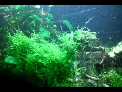 Bubbles from my java moss