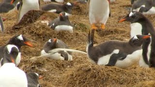 Learn how much penguins can poop!