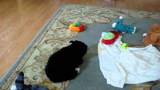 MVI_7064.AVI