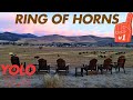 Ring of Horns Bison Ranch Was Our Best Family Experience So Far
