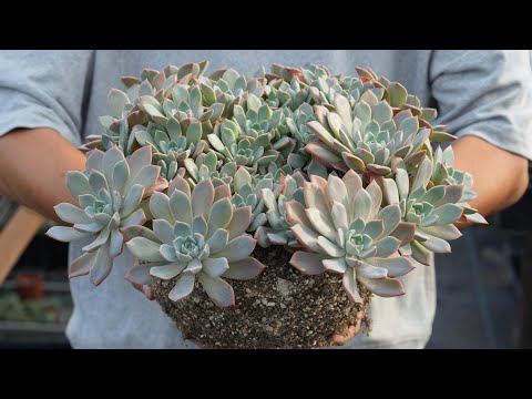 460 [Enjoying lush succulents] Repotting clumps of succulents