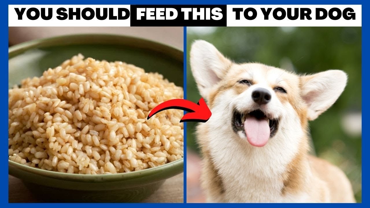 The 3 Best Foods for Your Dog YouTube