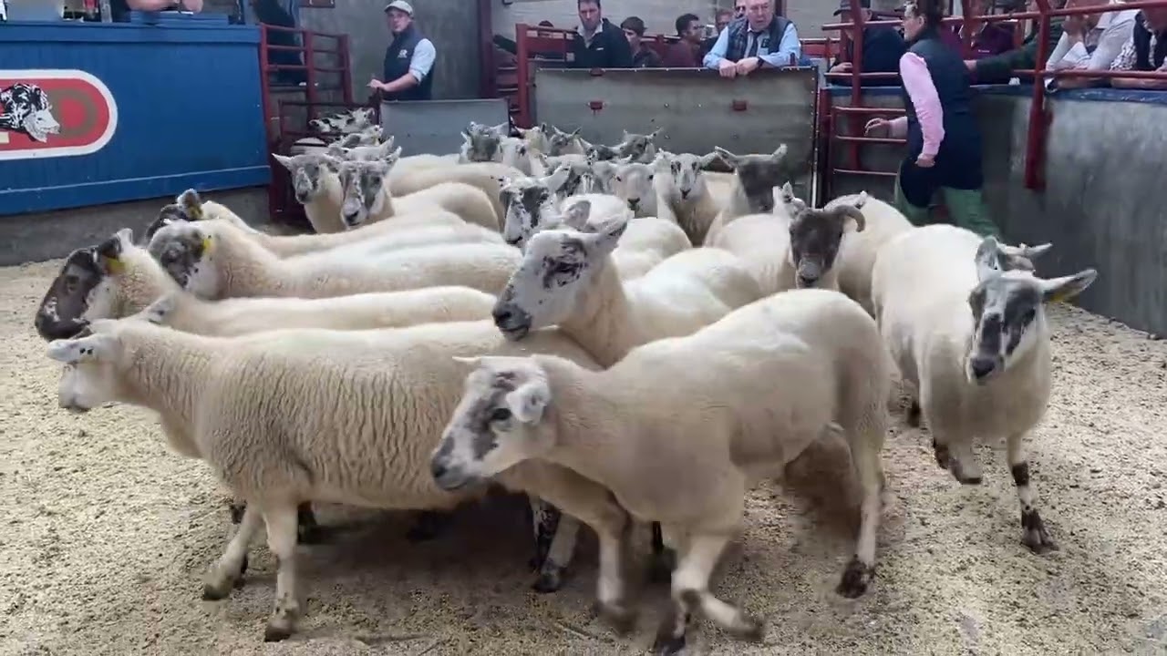 Cross ewes getting sold at long town 