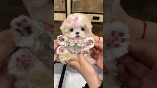 This Maltai Is Really Exquisite. Just By Looking At It You Can Tell It S A Soft And Cu