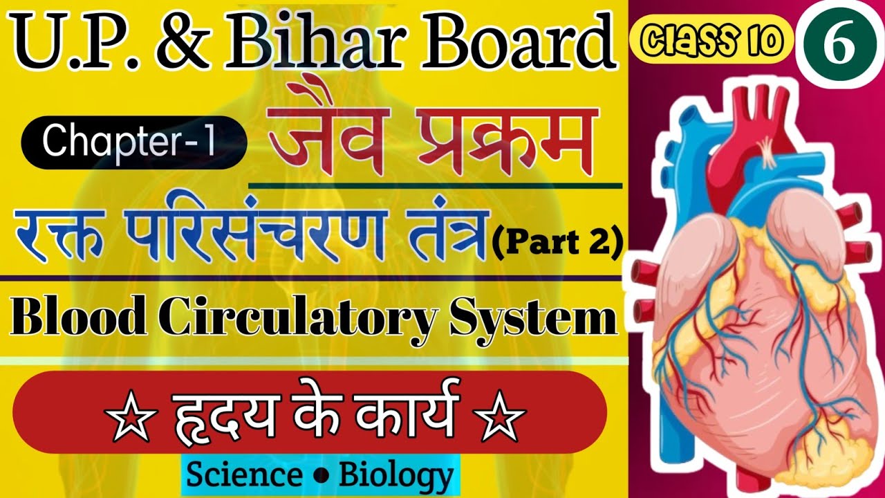 Working Of Heart Class 10 Blood Circulatory System upboard YouTube Working Of Heart Class 10 Blood Circulatory System upboard YouTube