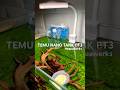 Temu Nano Tank PT3 #aquarium#plantedtank#aquascape#temuhaul#nanotank#freshwateraquarium#viral#vibes