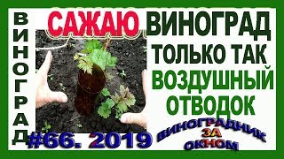 🍇 Сажаю виноград только так. На 3 год с урожаем.  Огромный воздушный отводок винограда.