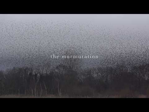 Radical Face - The Murmuration (Visualizer)