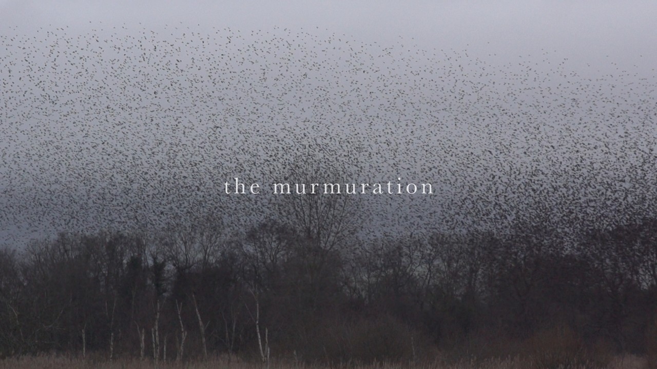 Watch Radical Face - The Murmuration (Visualizer) on YouTube Watch Radical Face - The Murmuration (Visualizer) on YouTube