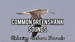 Common Greenshank Sounds screenshot 5