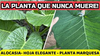 Revelando Mitos: Alocasia, La VERDAD Detrás De La Oreja de Elefante | Cuidados y Reproducción