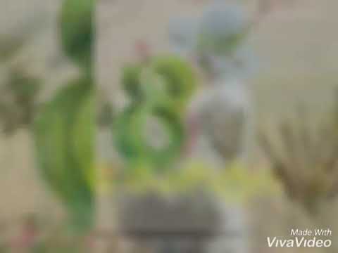 დარბაზი ჩვენებურები ოზუში