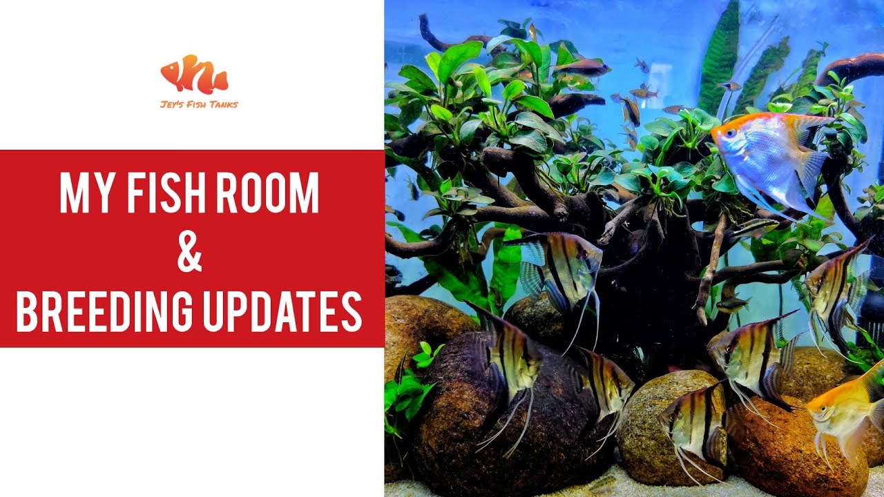 My Fish Room - Tamil With Subtitles | Updates On My Breeding Projects