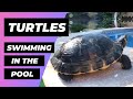 Turtles In The Pool 🔴 Tortugas En La Piscina - Exotic And Aquatic Turtles - Tortugas De Agua Fria