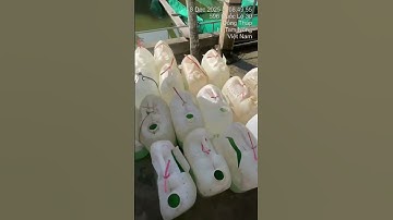 Cá tra dầu giống #cá_giống #fishing #caucathugian #trại_cá_giống_út_me . 0909770509 #fish