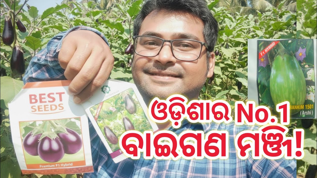ଓଡ଼ିଶା ପାଇଁ ସବୁଠାରୁ ଭଲ ବାଇଗଣ ମଞ୍ଜି | Top 5 Hybrid Brinjal Seeds in Odisha|HighYield&DiseaseResistant