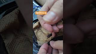 서울에서 데려온 엠페러뉴트 1호 소개