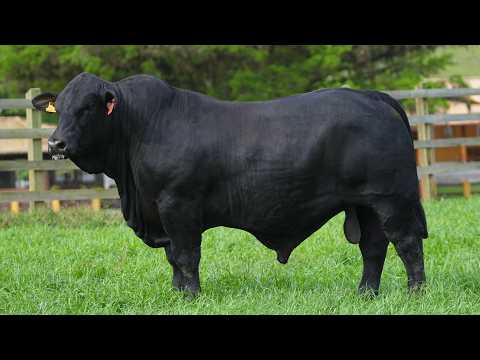 LOTE 031    CSA B 2428 GUAPIARA NETUNO
