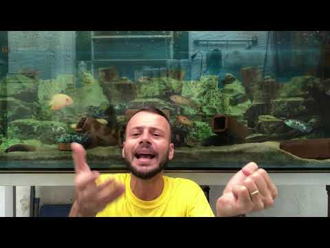 Vídeo: Como manter o ciclo de nitrogênio de um aquário